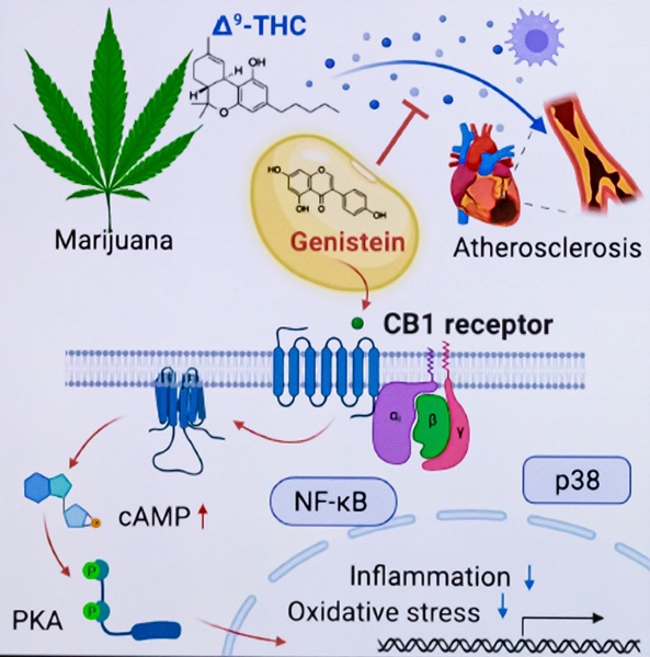 暴露在高劑量大麻素時，血管內皮細胞高度表現CB1 受體，導致血管內皮細胞受損
